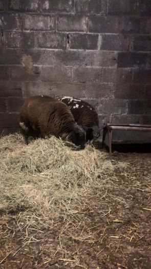 2 purebred dutch spotted ram lambs