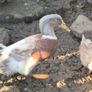 Saxony drake Image 2
