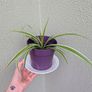 Spider plant and pot. Image 3