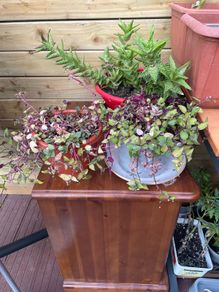 Tradescantia fluminensis