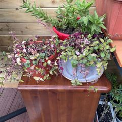 Tradescantia fluminensis