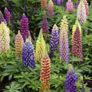 plants Image 2