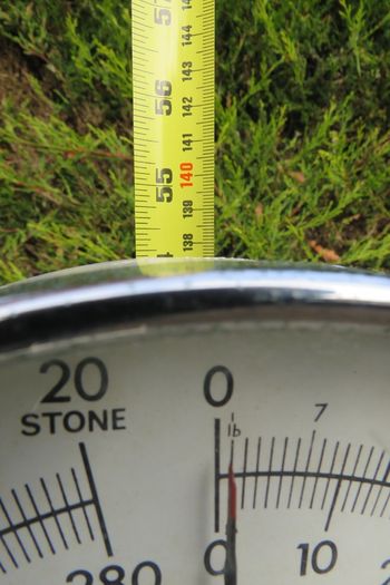 1967 vintage H. Fereday & Sons Ltd. column / lollipop scale