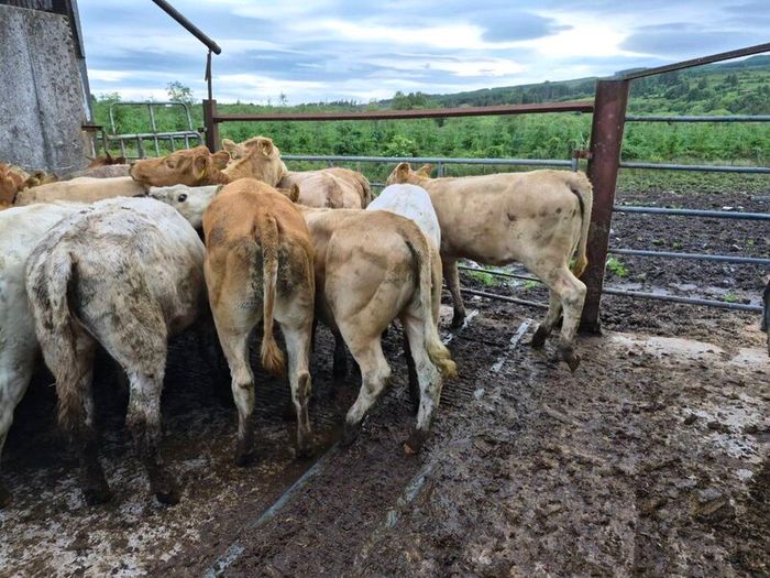 16  heifers