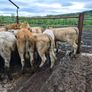16  heifers Image 4