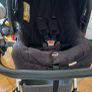 Baby Elegance Cupla Duo Twin Pram Image 4