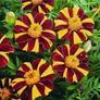 (M) French Marigold Striped Marvel seeds 0.3g (415137) Image 2
