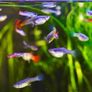 30 mixed Guppy Fish for 30 euro only Image 3
