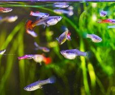 30 mixed Guppy Fish for 30 euro only