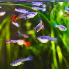 30 mixed Guppy Fish for 30 euro