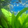 Guppy Fish Image 2