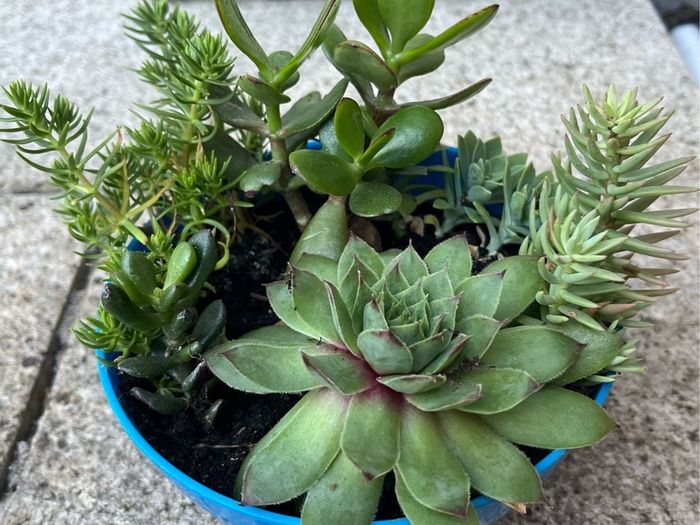 succulent pot