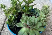 succulent pot