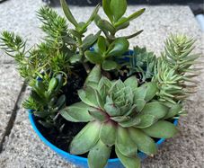 succulent pot