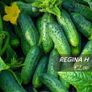 (C) Cucumber seeds from only 1.00 per pack Image 2