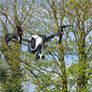 dji inspire 1 drone Image 2