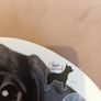 Furry dog coat Image 4