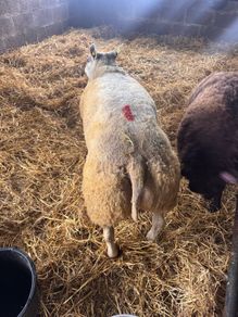 Super pedigree 5 star rams for sale