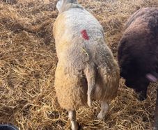 Super pedigree 5 star rams for sale