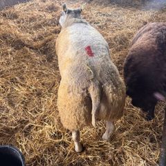 Super pedigree 5 star rams for sale