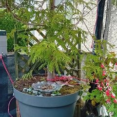 Free tree