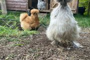 Silkie hatching eggs