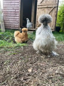 Silkie hatching eggs