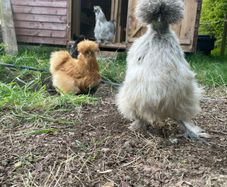 Silkie hatching eggs