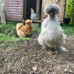 Silkie hatching eggs