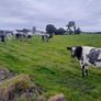 Heifers Image 6