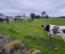 Heifers