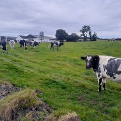 Heifers