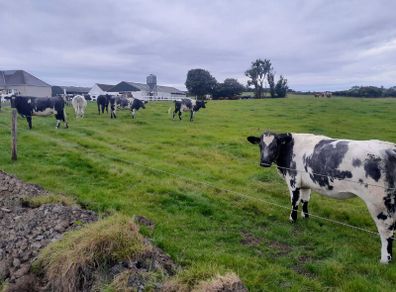 Heifers