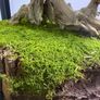 Bonsai Tree with natural moss 45x35cm Image 5