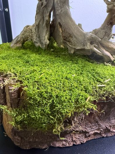 Bonsai Tree with natural moss 45x35cm