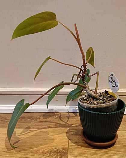 Philodendron Painted Lady - updated photos