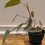 Philodendron Painted Lady - updated photos Image 10