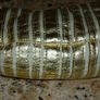 HANDBAG HAND BAG Brand Full Circle. Immaculate quality bag with gold panelling. Image 4
