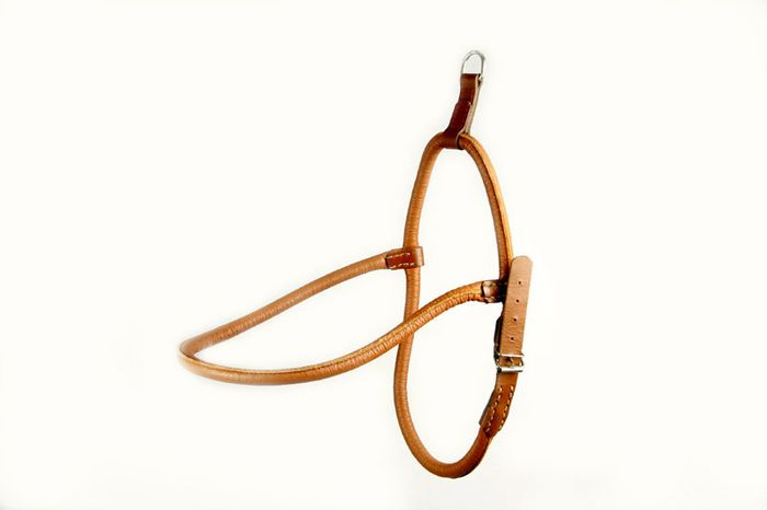 Genuine Leather Harness for Ciau-Ciau / Samoyed Husky