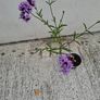 Verbena Bonariensis Image 4