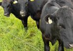 Yearlings heifers