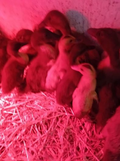 Chicks & Ducklings