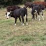 40 Hereford Bulls Image 4