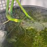 Monstera Deliciosa - Large Established Hydroponic / Water-Grown Plant Image 2