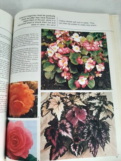 vintage new book flowers for everywhere 1974