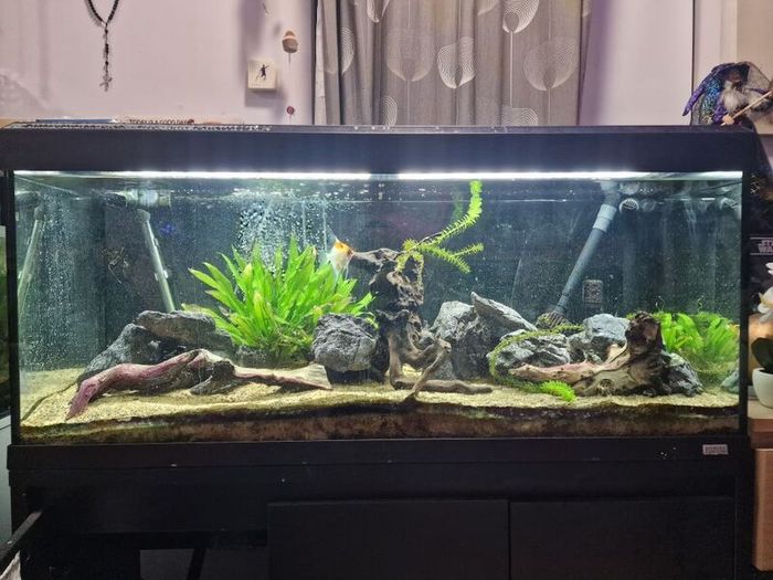 Fluval 240 roma fish tank fx6 filter redwood siyru rocks