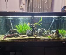 Fluval 240 roma fish tank fx6 filter redwood siyru rocks