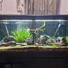 Fluval 240 roma fish tank fx6 filter redwood siyru rocks