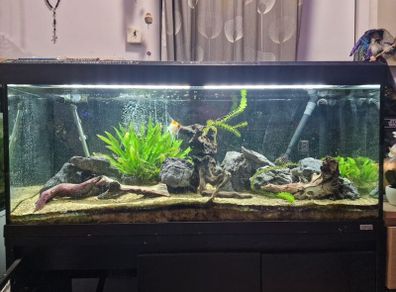Fluval 240 roma fish tank fx6 filter redwood siyru rocks