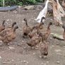 fertile duck eggs Image 4